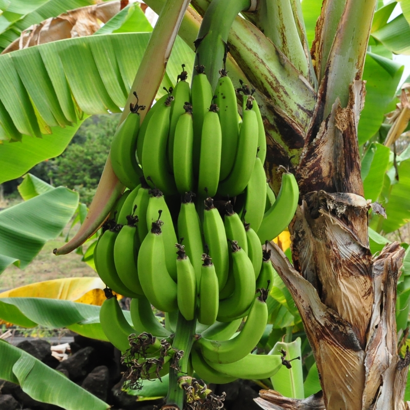 Banana