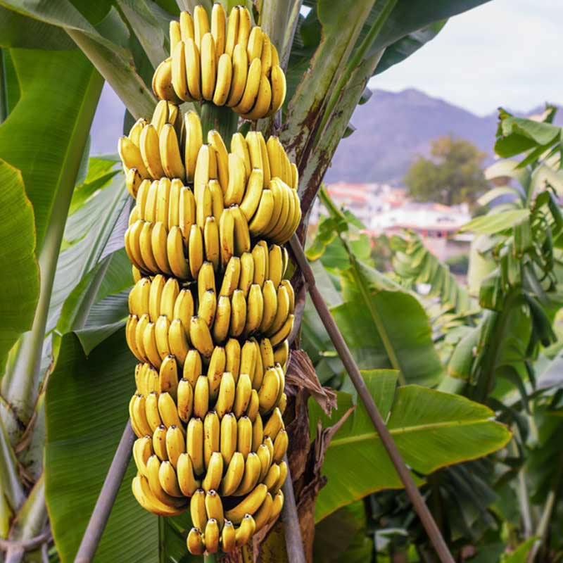 Banana