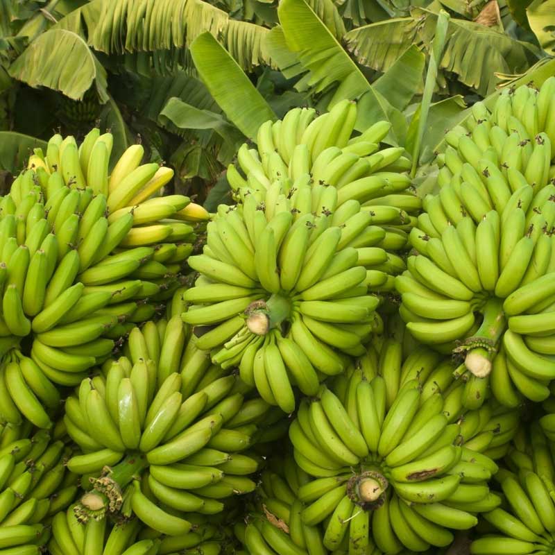Banana