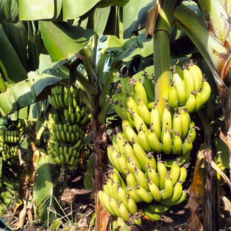 Banana